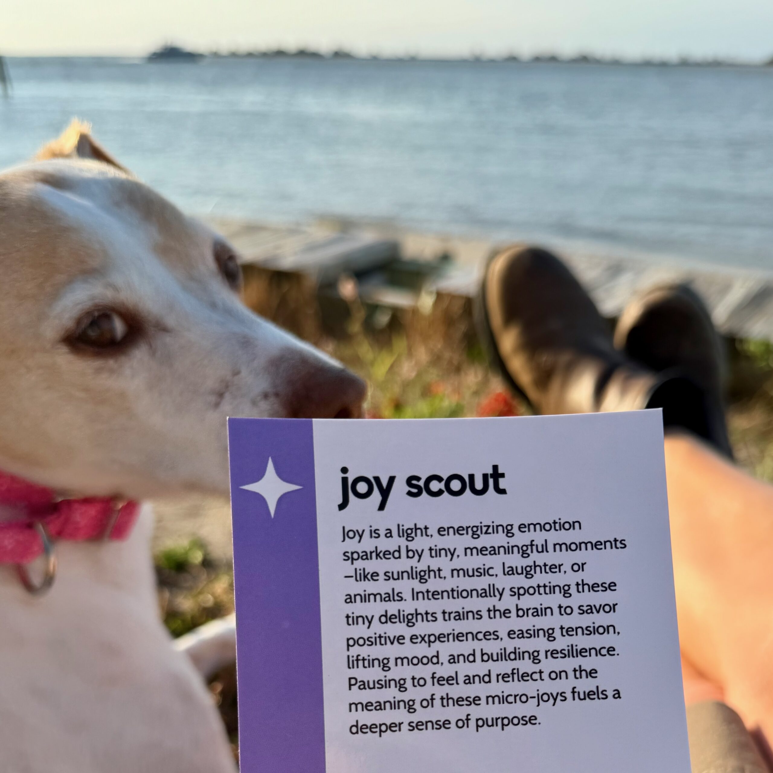 in Practice Joy Scout well-being experiment card used outdoors